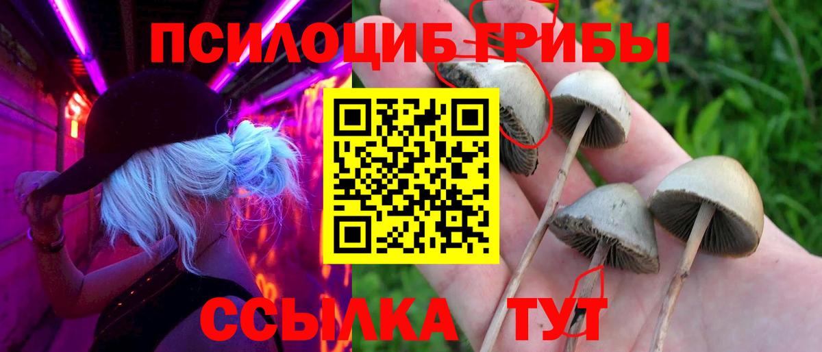 Волоколамск  Псилоцибиновые грибы прущие грибы  Вход с VPN 